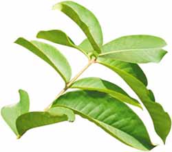 sweet cinnamon banana leaf Livewell2u